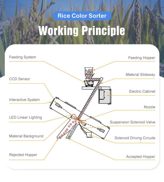 Wenyao Automatic And Efficient Plastic Flakes And Plastic Granules PET PVC Color Sorting Machine 3