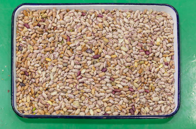 Wenyao Full Automatic 3 Chute Soya Broad Kidney Bean Color Sorter Machine 4