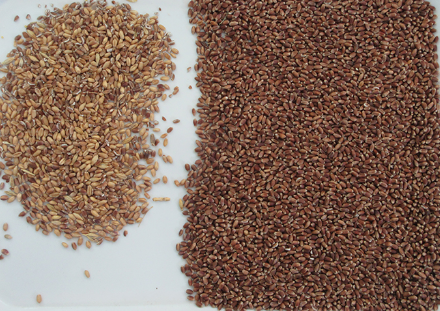 Optical Colour Sorter Corn Maize Rye Quinoa Color Sorter Sorting Machine Online Color Sorter Manufacturer 3