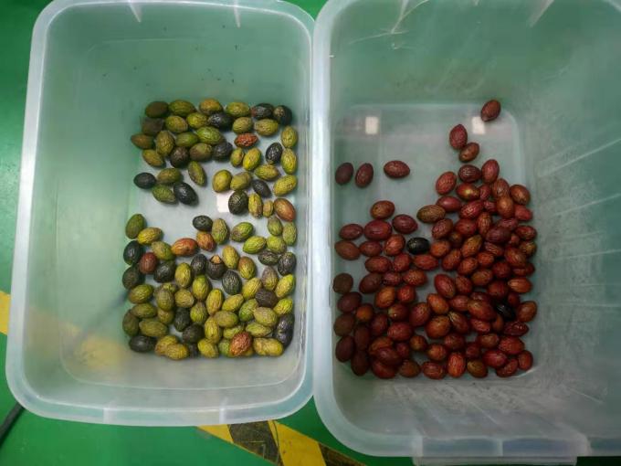 1200mm Belt Waterproof Stainless Steel Olive Color Sorting Machine Frozen Strawberry Color Sorter 2