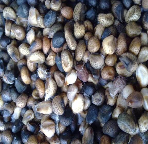 Wenyao Professional Optical Sesame Color Sorter Cotton Seeds Color Sorter Sorting Machine Price 10