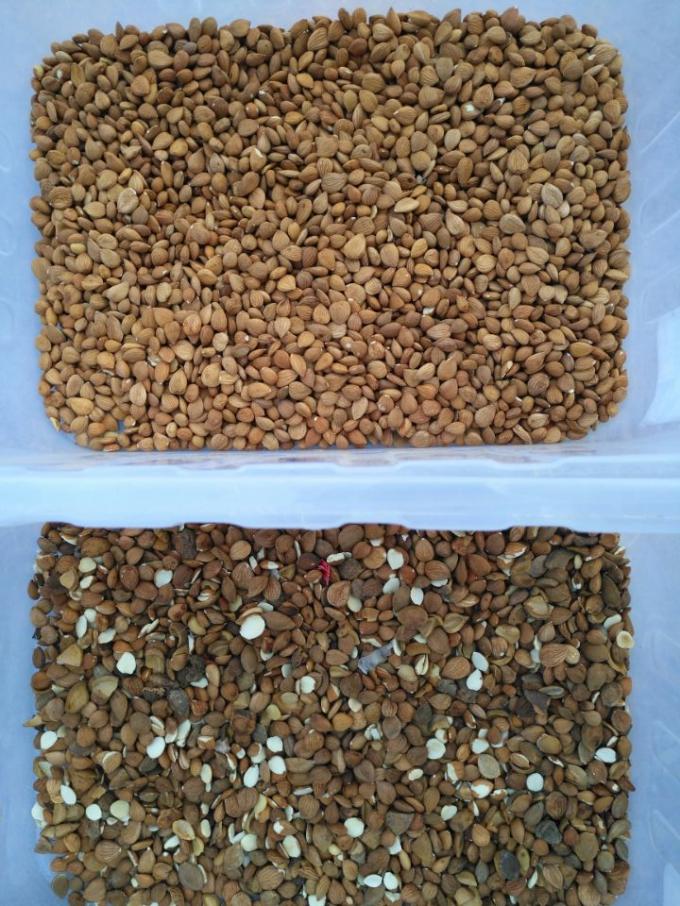 Accuracy CCD Camera Automatic Macadamia Nut Color Sorting Machine 11