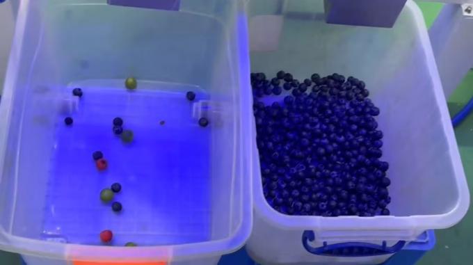 Wenyao Automatic Color Separation Fresh Blueberry Juniper Berries Color Sorter Machine 6