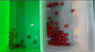 Wenyao Automatic Color Separation Fresh Blueberry Juniper Berries Color Sorter Machine 7