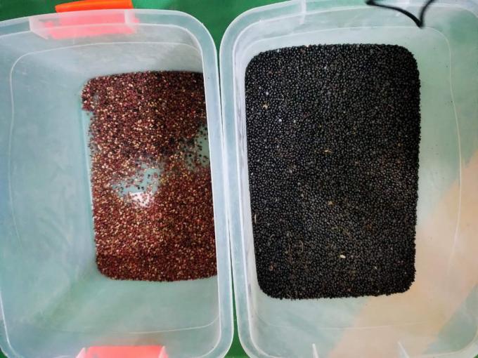 Wenyao Automatic Black Pepper Color Sorting Machine for High Precision Seeds Beans Sorting 9