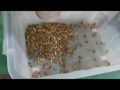 7 Chutes Seed Color Sorter Machine For Cardamom Processing Line