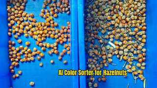 AI Deep Learning Color Sorter for Hazelnuts