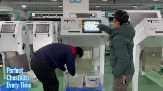 chestnut color sorter