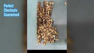 Chestnut Color Sorter For Nuts