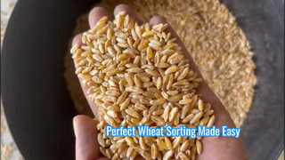 wheat color sorter